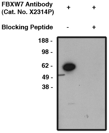 "
Western blot analysis using FBXW7 antibody (cat. no. X2314P) on human brain lysate (cat. no. X1633C).  Antibody used at 1 µg/ml dilution and is used alone (1) or incubated with blocking peptide (cat. no. X2337B) (2).  Visualized using mouse anti-rabbit HRP (cat. no. X1209M) at 1:200K dilution."